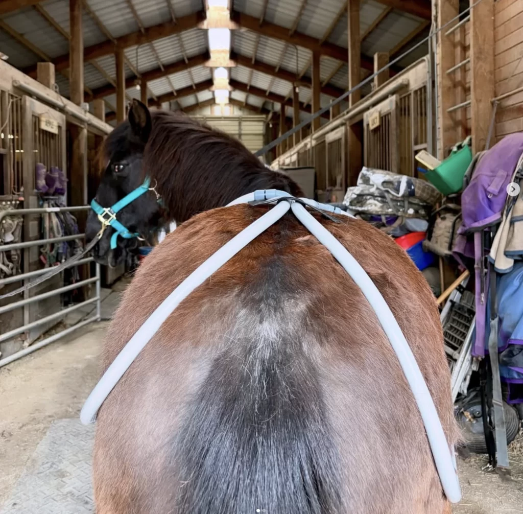 Local PEMP Therapy in Illinois for Horses